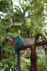 Blue and yellow macaw (Ara ararauna).  Large parrot.