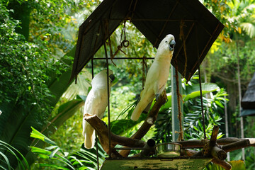 The white cockatoo (Cacatua alba), also known as the umbrella cockatoo, is a medium-sized all-white cockatoo endemic to tropical rainforest