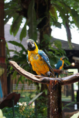 Blue and yellow macaw (Ara ararauna).  Large parrot.