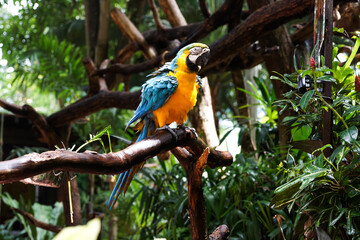 Blue and yellow macaw (Ara ararauna).  Large parrot.