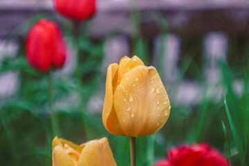 Close up of yellow tulip flower with water drops and shallow depth of field in garden