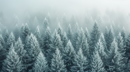   A forest teeming with tall pine trees, their tops blanketed in snow, amidst a foggy winter day - obrazy, fototapety, plakaty