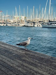 A sea gull on the pier opposite the yachts.