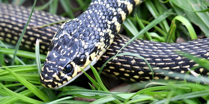 serpent, couleuvre dans l'herbe