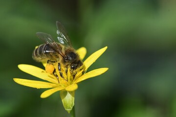 abeille du jardin 31