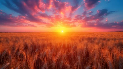 Foto op Plexiglas   A sunset in a wheat field with the sun at its heart and clouds above © Mikus