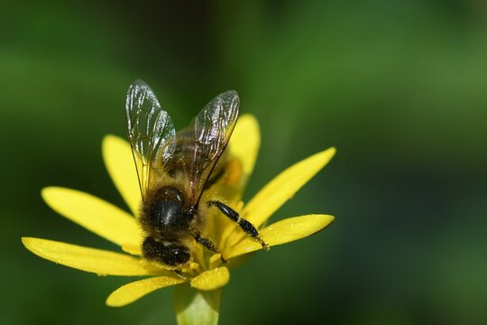 abeille du jardin 32