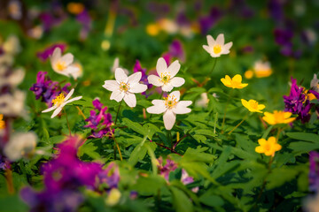 First green plants in the spring forest. Attractive morning scene of woodland glade in March with white Anemone flowers. Beautiful floral background.