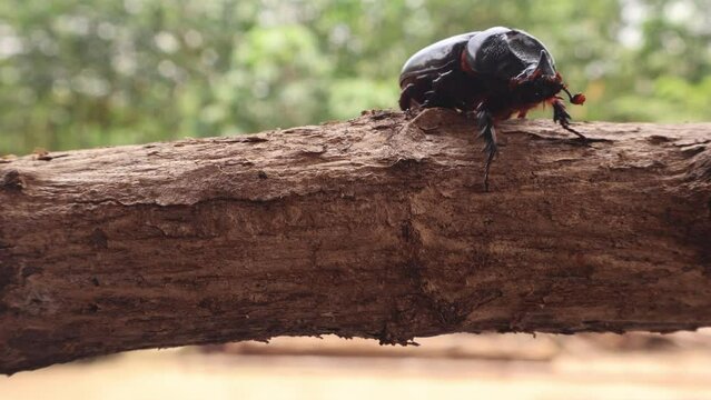 Female rhinoceros beetle crawling on branch
