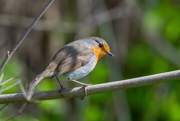 European Robin (Erithacus rubecula) is a migratory bird. It migrates south in winter and returns north again in spring.