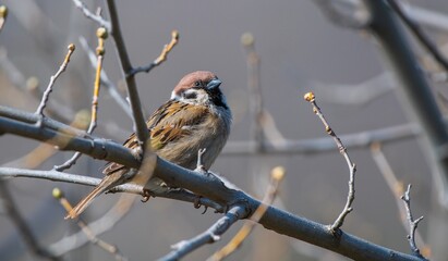 Eurasian Tree Sparrow (Passer montanus) is a common species. It is seen in places where there are woodlands and agricultural lands.