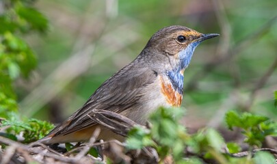 Bluethroat (Luscinia svecica) is a passerine bird that feeds on invertebrates and insects on the edges of small water holes close to wetlands. It is seen in Asia, Europe and Africa.