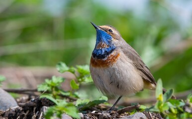 Bluethroat (Luscinia svecica) is a passerine bird that feeds on invertebrates and insects on the edges of small water holes close to wetlands. It is seen in Asia, Europe and Africa.