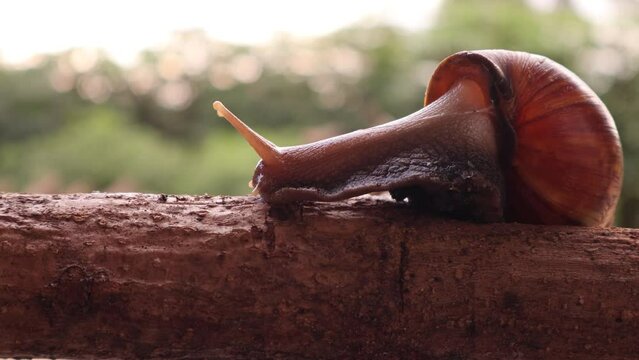 Snail crawling on a wooden twig