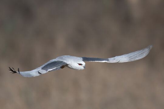black-winged kite or Elanus caeruleus, also known as the black-shouldered kite observed in Jhalana in Rajasthan, India