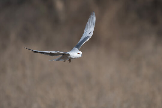 black-winged kite or Elanus caeruleus, also known as the black-shouldered kite observed in Jhalana in Rajasthan, India