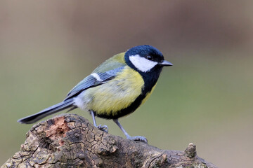 Great tit (Parus major)