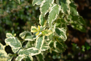 Bluebeard White Surprise leaves