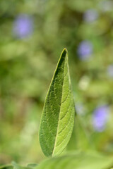 Fototapeta premium Bluebeard leaves