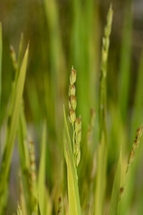 Common rice