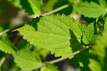 Blue mist spiraea leaves