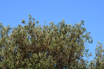 Common olive tree