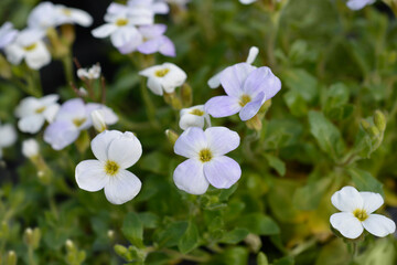 Rock Cress Axcent White flowers