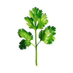 A green plant with leaves on a Transparent Background