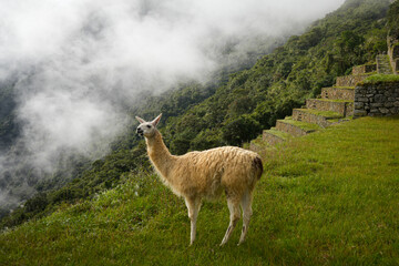 Fototapeta premium Llama in the Mist of Machu Picchu - Misty Mornings along Andean trails 