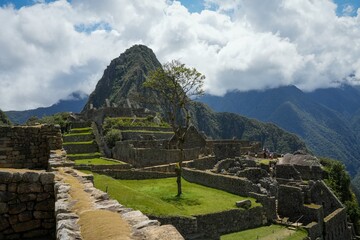 A Lonely Tree in the Hidden City of Machu Picchu - Mysterious Ruins in the Andean Peaks 
