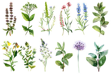 Watercolor painting realistic set of herbs, wildflowers and spices on white background. Clipping path included.