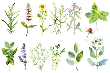 Fototapeta na wymiar Watercolor painting realistic set of herbs, wildflowers and spices on white background. Clipping path included.