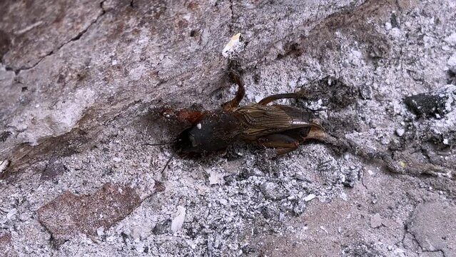 a mole cricket is seen up close on a gritty concrete surface, showcasing its distinct morphology and the environment it's found in.