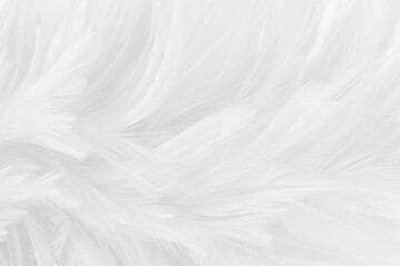 Beautiful white grey bird feathers pattern texture background. - obrazy, fototapety, plakaty