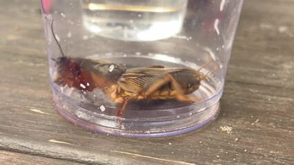  a mole cricket is inside a clear plastic container, lying on its side with details of its anatomy visible against the plastic and wood background.