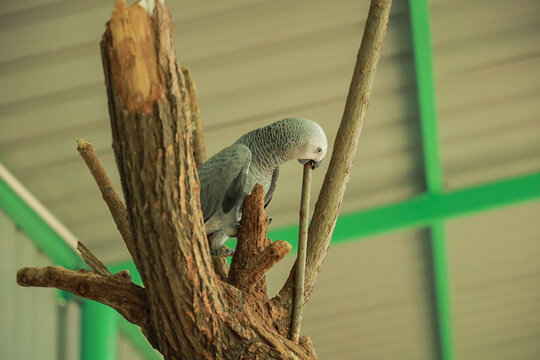 A cute gray parrot scratches its beak on a tree branch