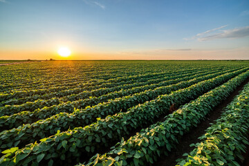 The sun dips low, casting a warm glow over a vibrant green soybean crop field