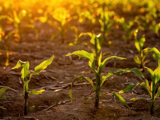 Tuinposter Lush young corn plants growing in a field illuminated by the warm light of sunset © oticki