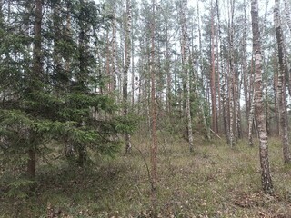 Rekyva forest during cloudy summer day. Pine and birch tree woodland. Blueberry bushes are growing in woods. Cloudy day with white and gray clouds in sky. Nature. Rekyvos miskas.