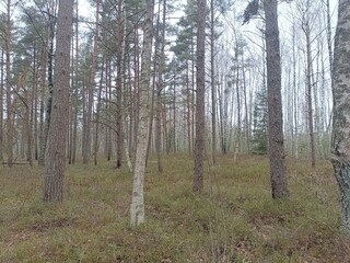 Rekyva forest during cloudy summer day. Pine and birch tree woodland. Blueberry bushes are growing in woods. Cloudy day with white and gray clouds in sky. Nature. Rekyvos miskas. - obrazy, fototapety, plakaty