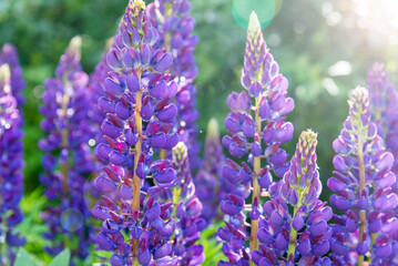 blooming purple lupines with drops of dew on a sunny summer day