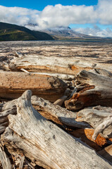 The Floating Logs of Spirit Lake at Mount St. Helens, Stratovolcano in Skamania County, Washington State