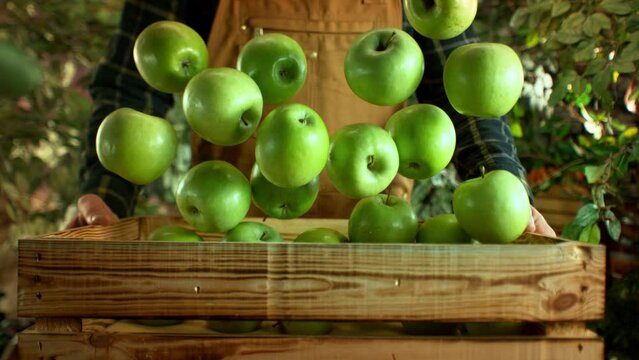 Super Slow Motion Shot of Green Apples Falling into Wooden Box Held by a Farmer at 1000fps