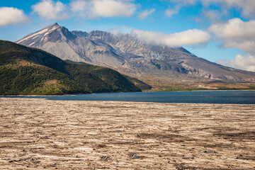 The Floating Logs of Spirit Lake at Mount St. Helens, Stratovolcano in Skamania County, Washington State