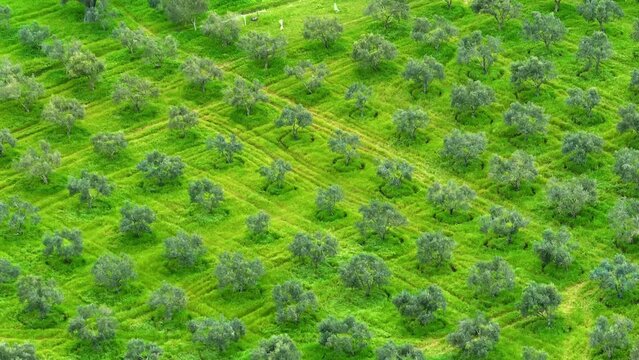 Olive Trees Drone Image Good Quality