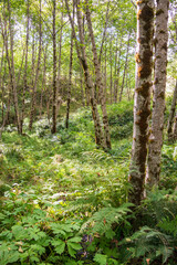 Hummocks Trail Loop at Mount St. Helens, Stratovolcano in Skamania County, Washington State