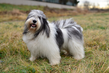 Uśmiechnięty pies bearded colie