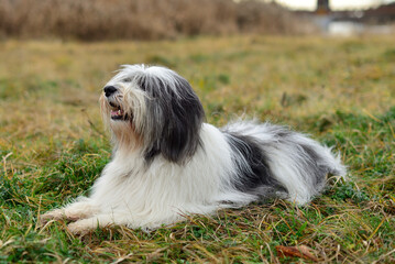 Szaro biały pies leżący na trawie 