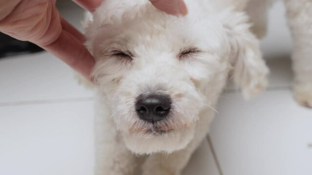Hand Scratching and Caress Gently White Toy Poodle Head, Close Up