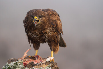 Beautiful close-up portrait of a buzzard perched on a rock eating meat with its beak open with meat and bones that are on the rock on a day of dense fog in Spain, Europe